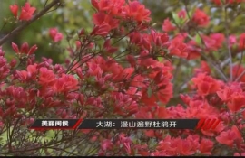 美麗閩侯—大湖杜鵑花開