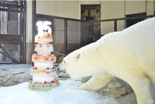 日本一動物園為北極熊慶生 準(zhǔn)備5層冰塊水果蛋糕