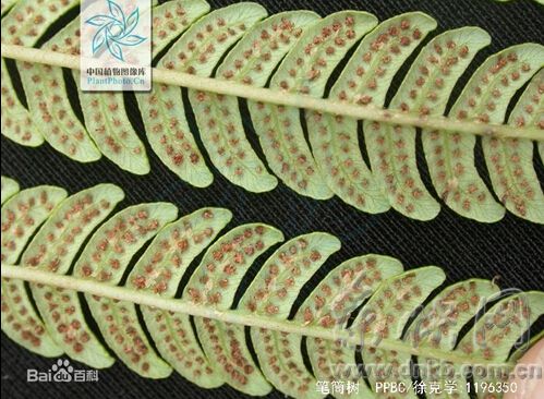 瑯岐島首現(xiàn)2株“活化石”筆筒樹(shù) 身世,、年齡是謎
