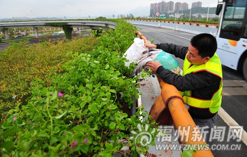 三環(huán)11個互通花化綠化　20萬株三角梅青運會開花