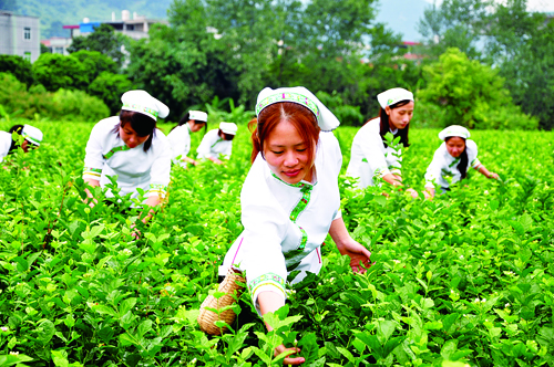 家鄉(xiāng)的茉莉花