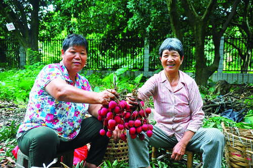 荔枝飄香時  農(nóng)戶采摘忙