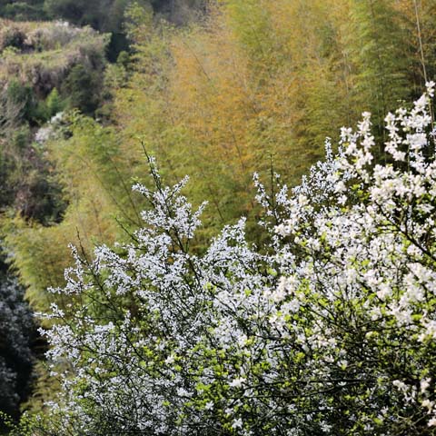 閩侯廷坪“夢幻雪”，落英繽紛盼君來 