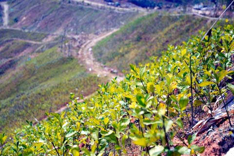 守住“綠水青山” 筑起“金山銀山”