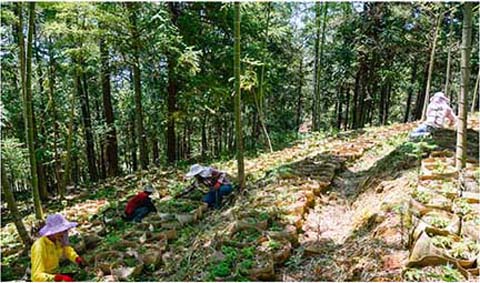 守住“綠水青山” 筑起“金山銀山”