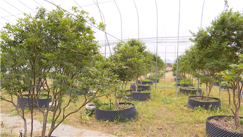 主播帶你紅色游｜荊溪仁洲村的紅色故事,，請你來聽聽……