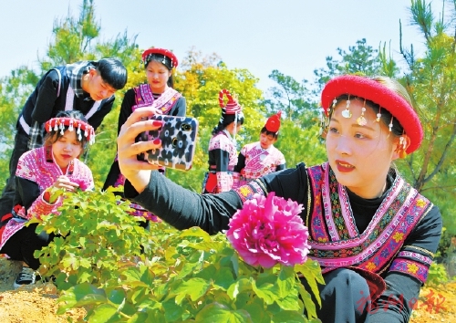 “村花”牡丹開　托起振興夢