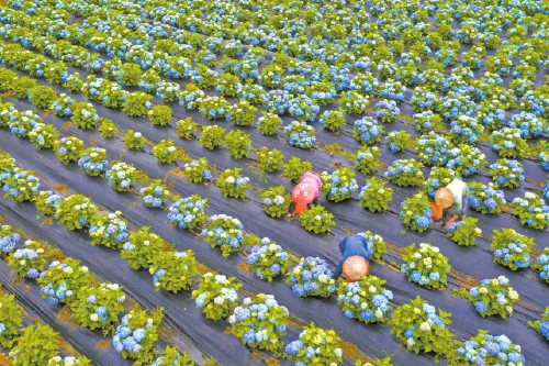 閩侯廷坪鄉(xiāng)　“繡山花谷”開谷迎客