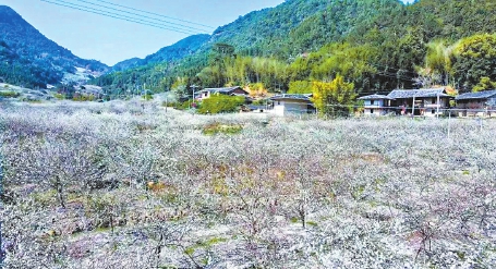 冬去千山醒　春來百花開