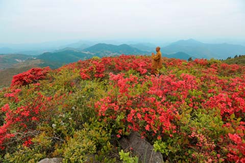 映山杜鵑春來早 鄉(xiāng)村振興畫卷新