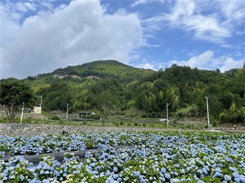 看閩侯丨本季“仙”花，廷坪良地繡球花開了