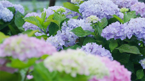 看閩侯丨本季“仙”花,，廷坪良地繡球花開了