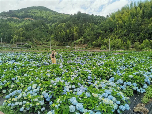 看閩侯丨本季“仙”花，廷坪良地繡球花開了