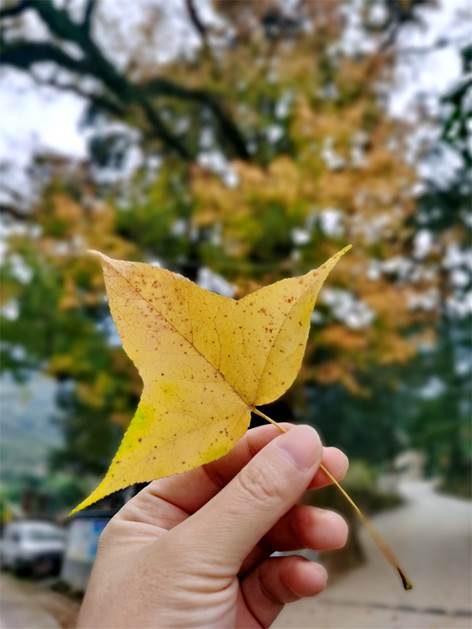 元格村百年楓樹紅了！一起去看“醉”美“楓”景