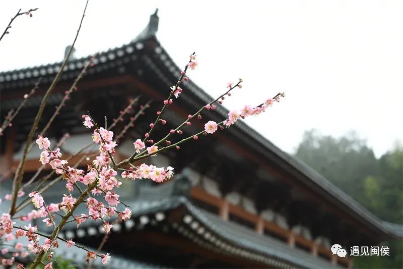 “梅”不勝收,！大湖雪峰寺成片“梅”景,，等你來賞