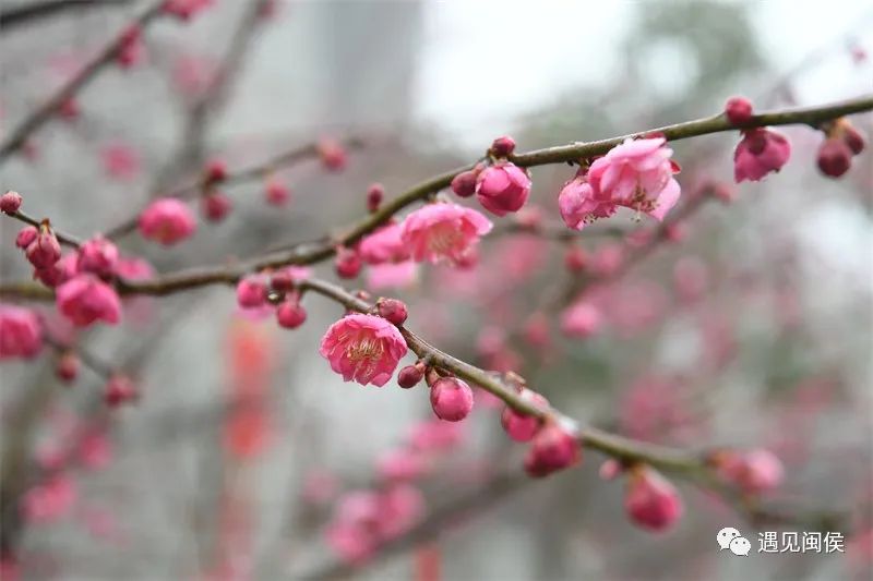 “梅”不勝收,！大湖雪峰寺成片“梅”景，等你來賞