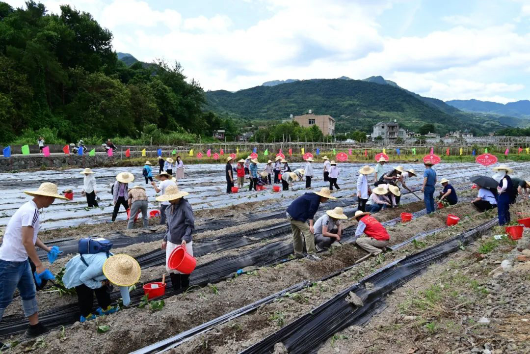 福州住房公積金中心在閩侯縣開展“我在鴻尾有畝田”認領活動