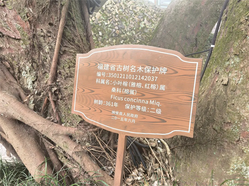 1362株,！在閩侯，古樹也能“老有所依”