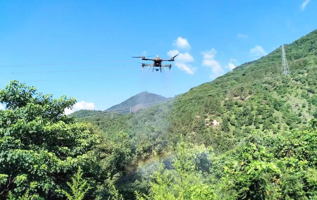 無(wú)人機(jī)接管橄欖園,，閩侯“飛天種地”成真,！