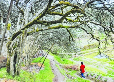 閩侯廷坪處處春風(fēng)枳殼花